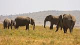 TANZANIA - Serengeti National Park - 046